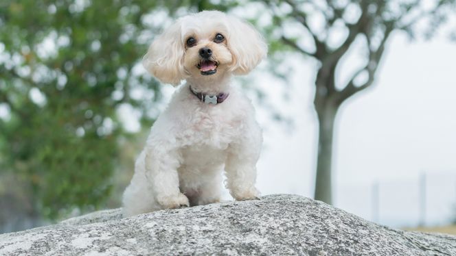Shihpoo
