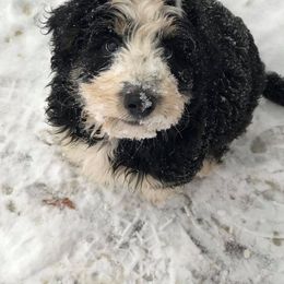 Blue Bell Bernedoodles breeder of Bernedoodle