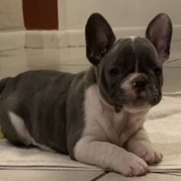 French Bulldog Puppies from Monarchy's Finest French Bulldogs