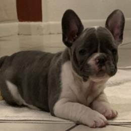 French Bulldog Puppies from Monarchy's Finest French Bulldogs