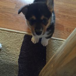 Pembroke Welsh Corgi Puppies from Walkabout's Pembroke Corgi's