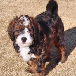Zoey - Bernedoodle