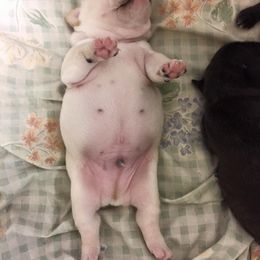 French Bulldog Puppies from Fronteer Frenchies