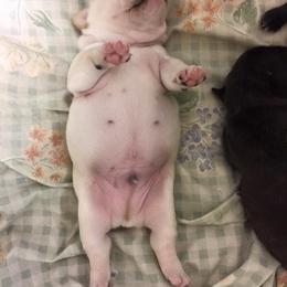 French Bulldog Puppies from Fronteer Frenchies