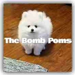 Pomeranian Puppies from The Bomb Poms