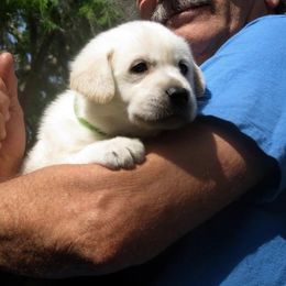 Labrador Retriever Puppies from Aisling Labradors of N.E. Florida