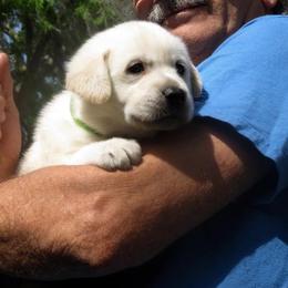 Labrador Retriever Puppies from Aisling Labradors of N.E. Florida