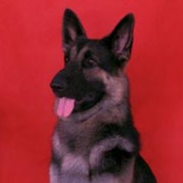 Z-Man - German Shepherd