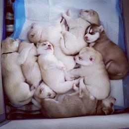 Siberian Husky Puppies from Tricia's Siberians