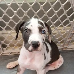 Great Dane Puppies from Dynamic Danes