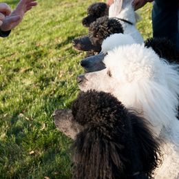 Poodle All Grown Up from Starfleet Poodles