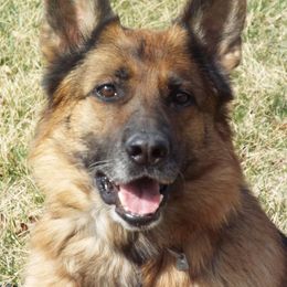 Jewel - German Shepherd