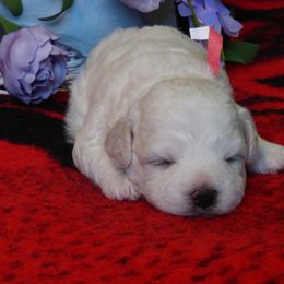 Bichon Frise Puppies from Belamour Bichons