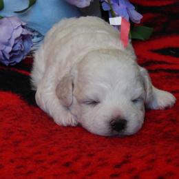 Bichon Frise Puppies from Belamour Bichons