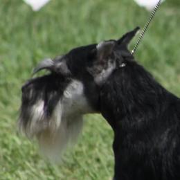 Audi - Miniature Schnauzer