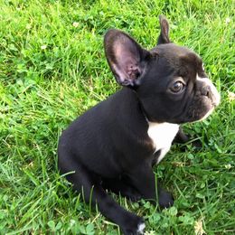 French Bulldog Puppies from Epic French Bulldogs