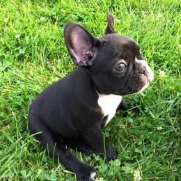 French Bulldog Puppies from Epic French Bulldogs