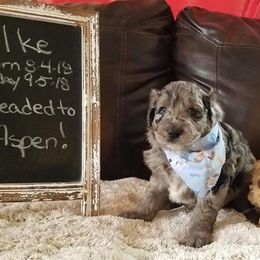 Shichon and Aussiedoodle Puppies from PTK Ranch