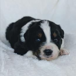 Boy 4 - Black tri-color male Australian Shepherd puppy in Yakima, Washington from Naches Heights Ranch