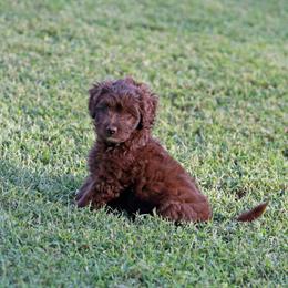 Athena - Red female Aussiedoodle puppy in Colonial Beach, Virginia from Bristol Mine Kennels