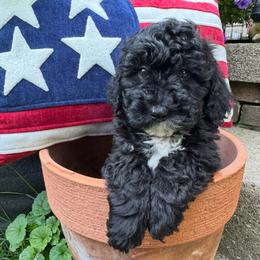 Teddy - Parti male Poodle puppy in Canfield, Ohio from Poo's Doo's & Inu's