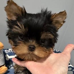Archer - Black and gold male Yorkshire Terrier puppy in Forest Hill, Maryland from Chikito's Yorkies