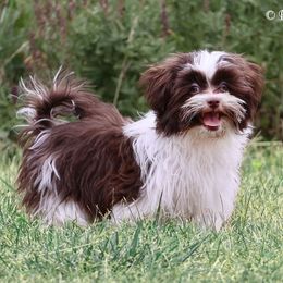 Buster - Brown male Mi-Ki puppy in Elizabeth, Colorado from Royal T Mi-Kis