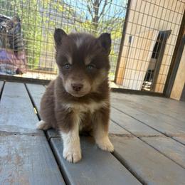 Orange - Red and white male Siberian Husky puppy in Jonesborough, Tennessee from Dry Creek Siberians