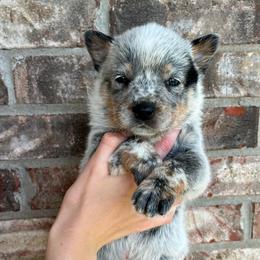 Boy 2 - Blue male Australian Cattle Dog puppy in Irvington, Kentucky from Dry Valley’s Australian Cattle Dogs