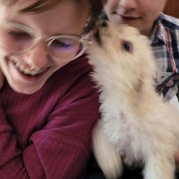 Bichon Frise Puppies from Champion Bichon