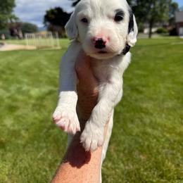 Black - White and black male Springerdoodle puppy in Clifton, Idaho from Little Mountain Springers, Springerdoodles & Poodles