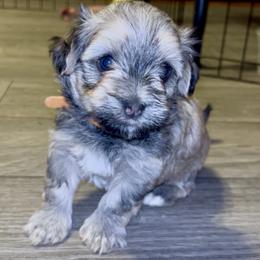 Flareon - Fawn sable male Havanese puppy in Orange, California from Havanese Bragger’s