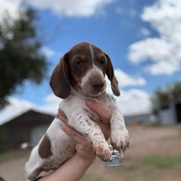 Willy - Piebald male Dachshund puppy in Deming, New Mexico from FoxieDoxies of New Mexico