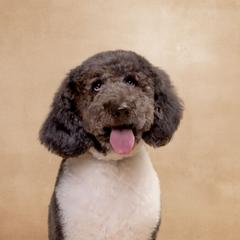 Bailey - Labradoodle