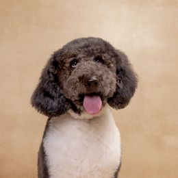 Bailey - Labradoodle