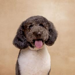 Bailey - Labradoodle
