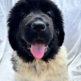 Newfoundland Puppies from Tonka Bay Newfoundlands