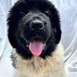 Newfoundland Puppies from Tonka Bay Newfoundlands