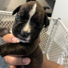Jojo - Brindle male Boxer puppy in Arkansas from Esquivel Boxers