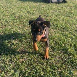 Akira - Black and rust female Miniature Pinscher puppy in Grove, Oklahoma from K&J's Min Pins Of Grand Lake