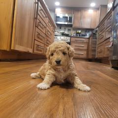 Girl 1 - Apricot female Aussiedoodle puppy in Worthington, Minnesota from Tiny Toy Aussiedoodles