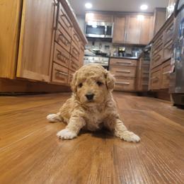 Girl 1 - Apricot female Aussiedoodle puppy in Worthington, Minnesota from Tiny Toy Aussiedoodles
