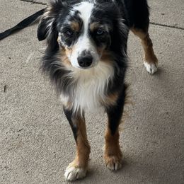 Milo - Toy Australian Shepherd