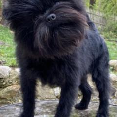 Affenpinschers and Black Russian Terriers from Ter’Avalon Kennel