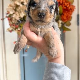 Opal🩵 - Blue merle female Aussiedoodle puppy in Granbury, Texas from Triple Cross Doodles