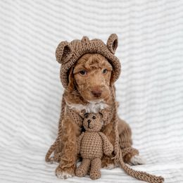 Chambray - Apricot female Goldendoodle puppy in Roanoke Rapids, North Carolina from Sweeter than Honey Doodles