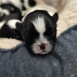Snazzy or B-2 - Black and white male Shih Tzu puppy in Lostant, Illinois from Bella's Babies