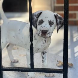 Dalmatian Puppies from Spotted Jewels Dalmatians