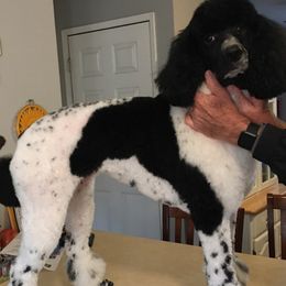 Aussiedoodles, Australian Shepherds, and Poodles from Foothill Aussies