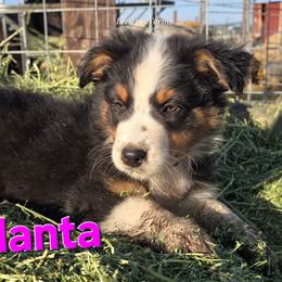 Atalanta - Black tri-color female Australian Shepherd puppy in Smithfield, Utah from Invictus Farms